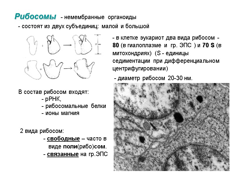 Рибосомы - немембранные органоиды  - состоят из двух субъединиц: малой и большой 